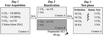 In Search for Boundary Conditions of Reconsolidation: A Failure of Fear Memory Interference